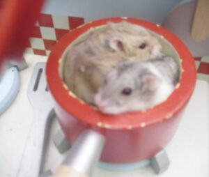 Hamsters